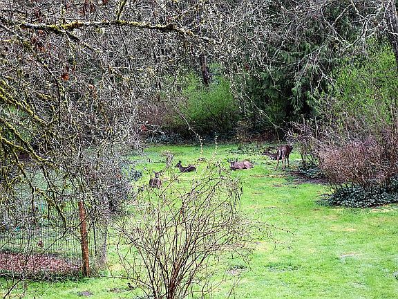 Six deer in back yard