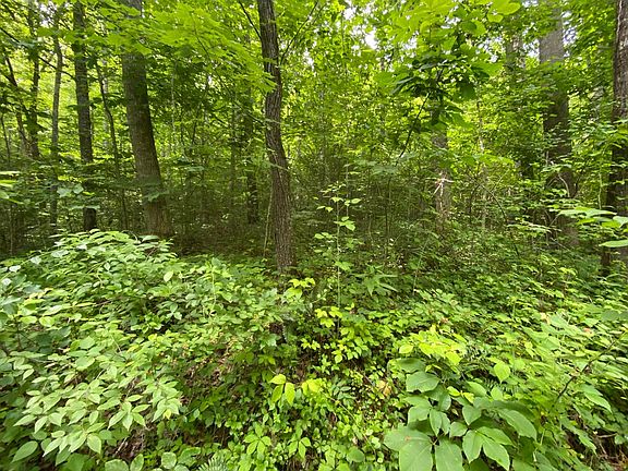 Wooded with Lush Undergrowth