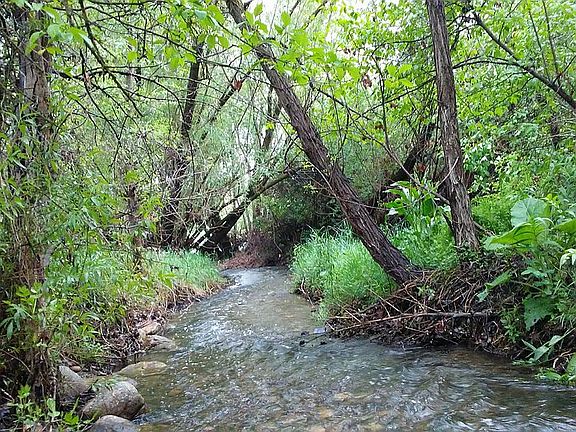 RIVER - GLASMANN WAY PARK