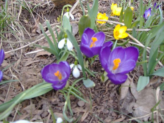 Beautiful spring flowers