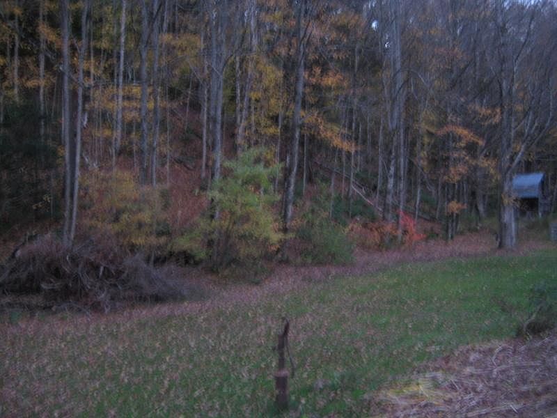 back yard