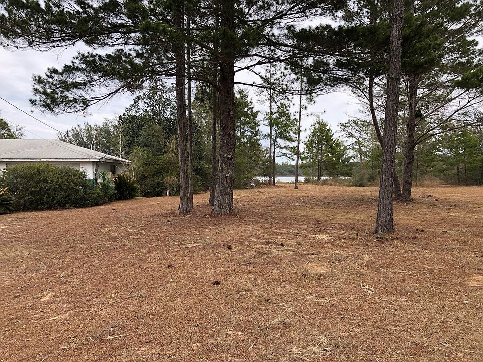 large pines