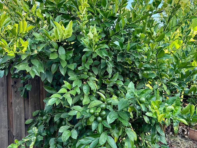 Backyard Lemons