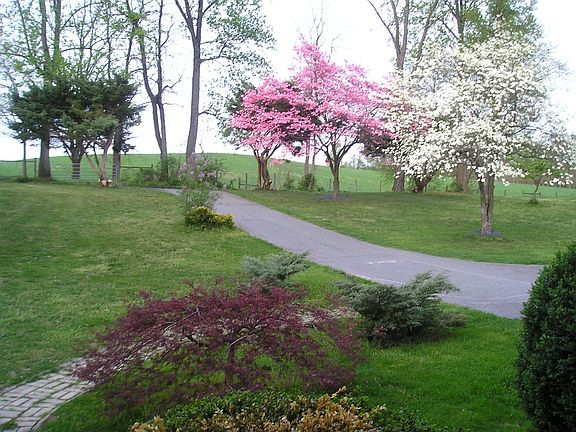 Front  yard view in spring