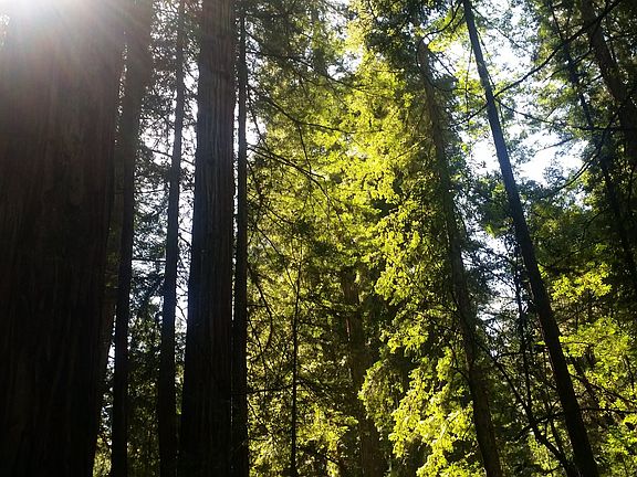 Armstrong Redwoods