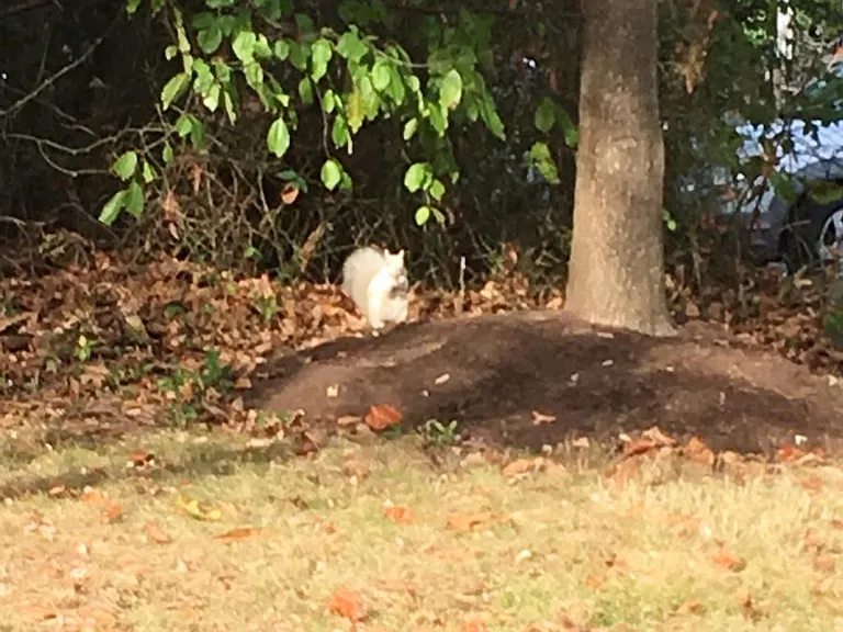 Neighborhood Squirrel