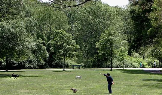 backyard is a dog park