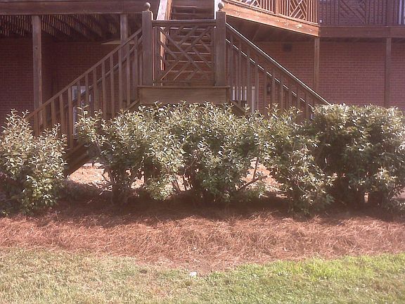 Shrubs trimmed