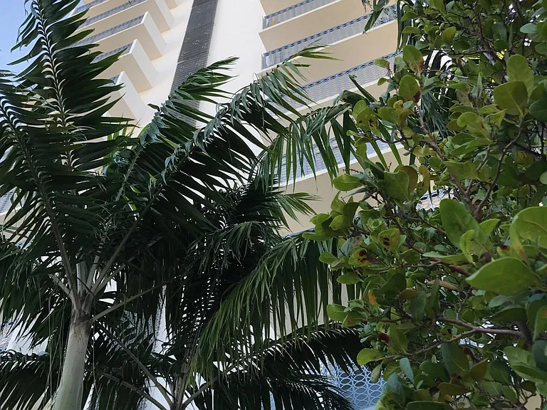 They are Palms, not Palm trees. Trees have limbs. Palms have crowns. Like so many in Mi Ami do!