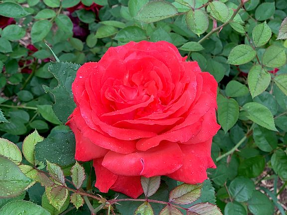 South side flower garden