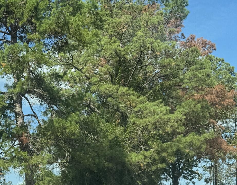 2nd image of 1 Mission Ln