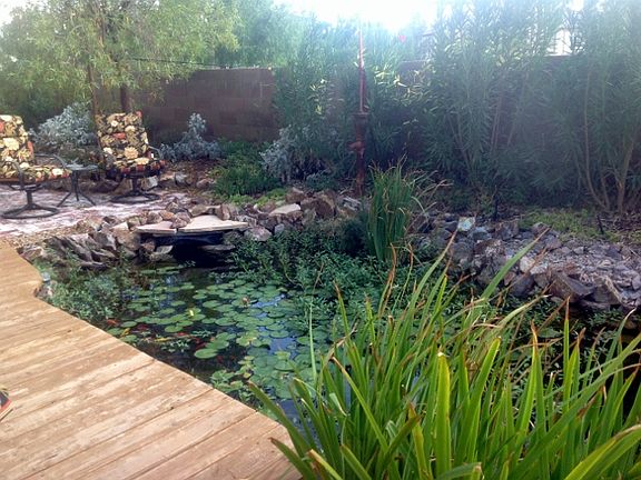Koi Pond in Backyard