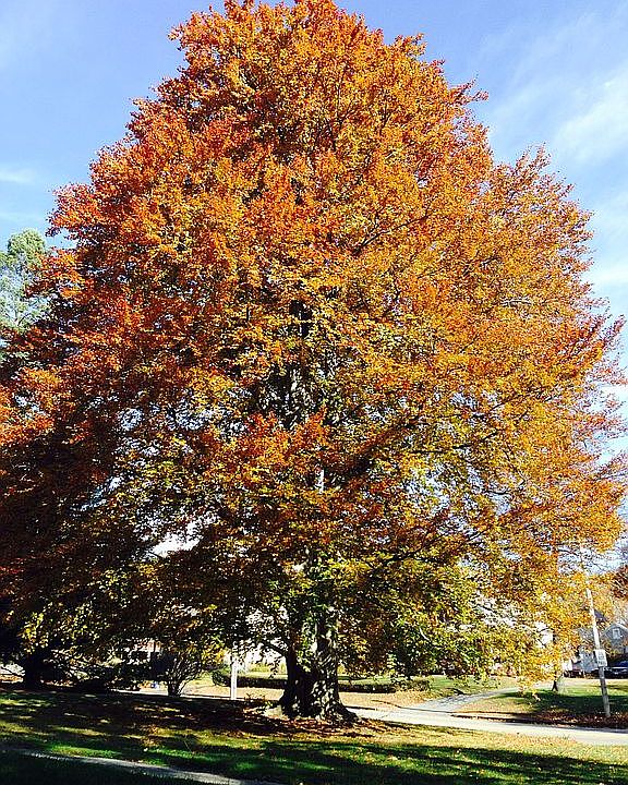 European copper beech