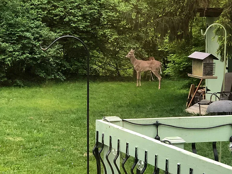 Rocky Fork Dr — Photo 3
