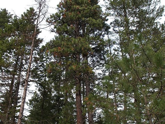 Towering firs