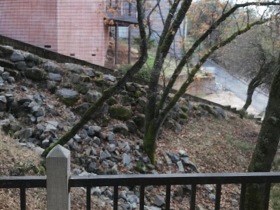 Window view from a bedroom