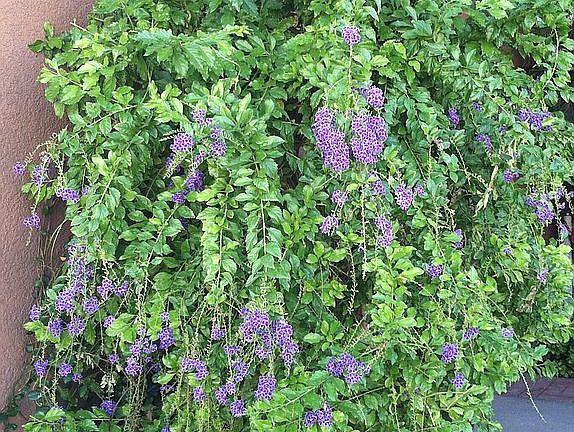Lush Landscaping