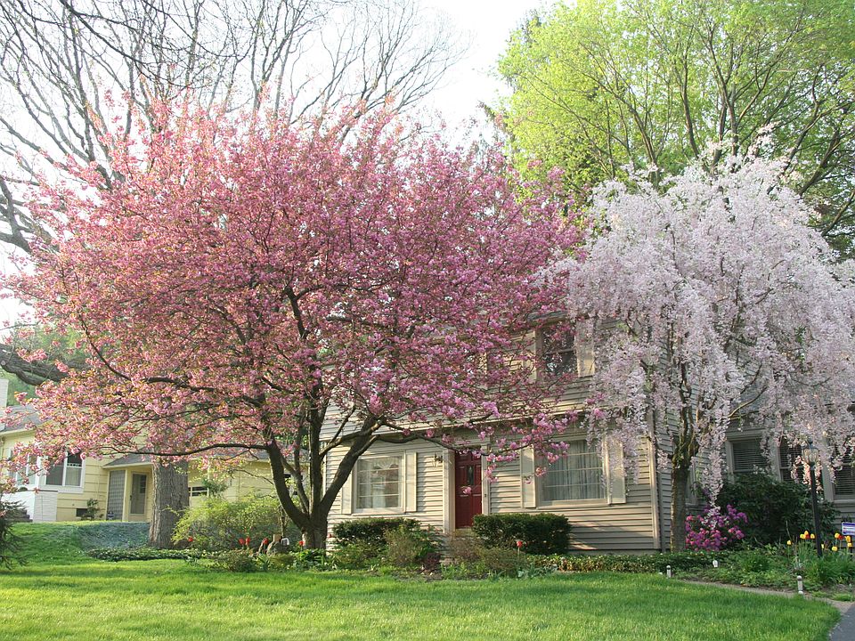 Cherry Blossoms in Spring