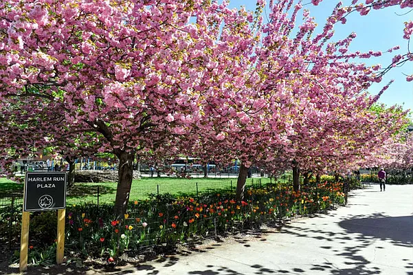 Rented by Citi Habitats | media 17