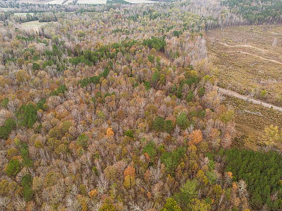 Adjacent fresh cutover is Deer bedding hotspot