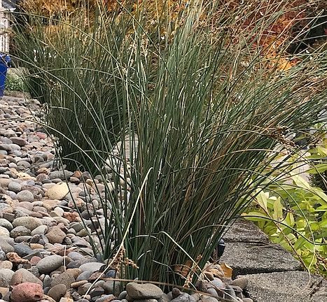 Easy to maintain landscape