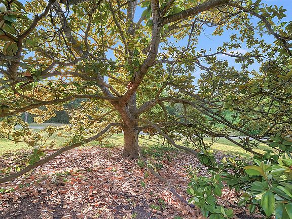 Magnolia in front yard