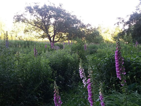 The perennial garden.