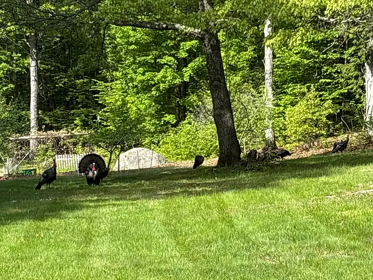 Yard view, and yes we often have wild turkeys passing through.