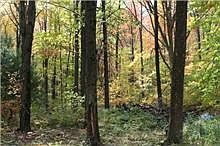 Summer in Back 2.5 acres