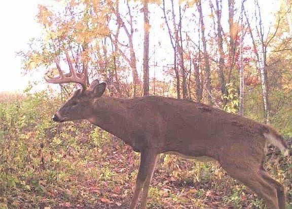 3rd image of Xx53 Bobcat Dr