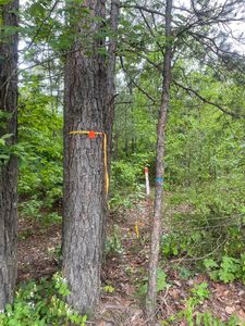 0 S Aaron Rd, Pontotoc, MS, 38863