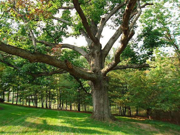 Magnificent 300  Year Old Tree Is The Center Piece.