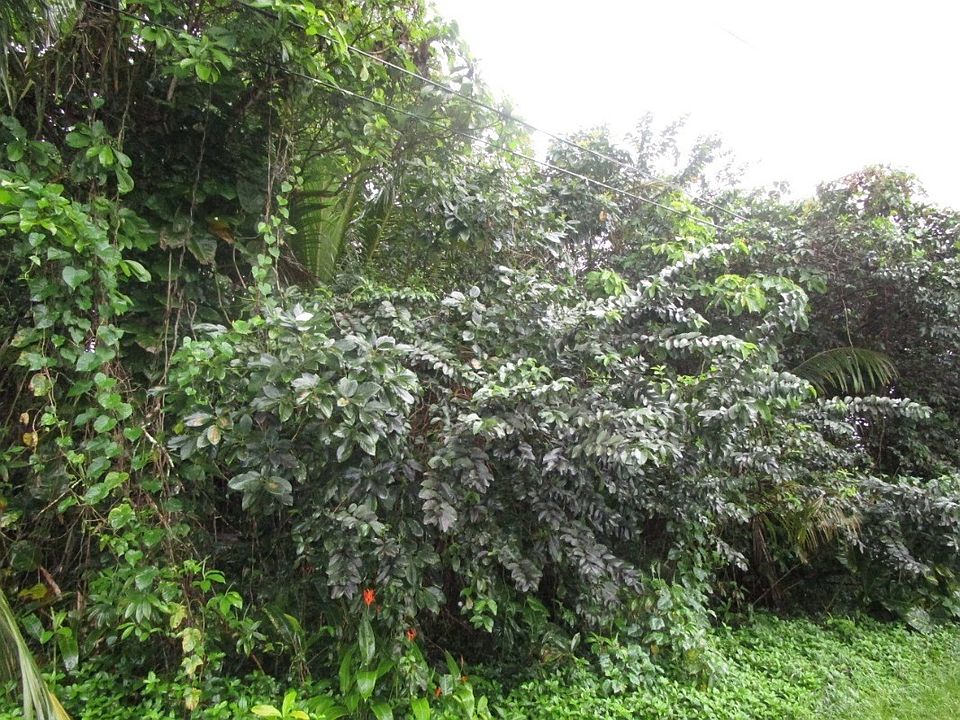 2nd image of Palani St Lot 22