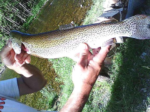 5th image of 184 Wet Bear Ln