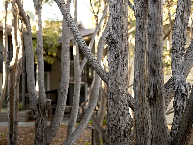 Crystal Springs Terrace — Photo 15