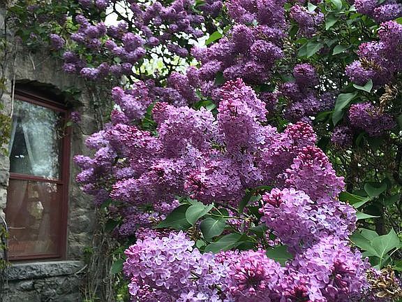 Mature lilac trees