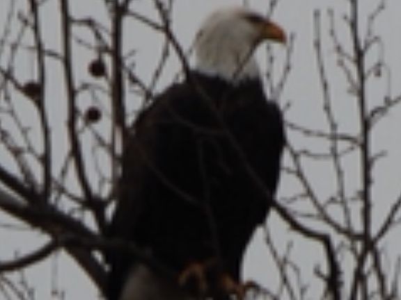Eagle sighting