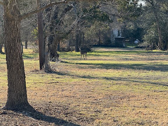 Deer roam freely