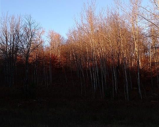 2nd image of 88 M
