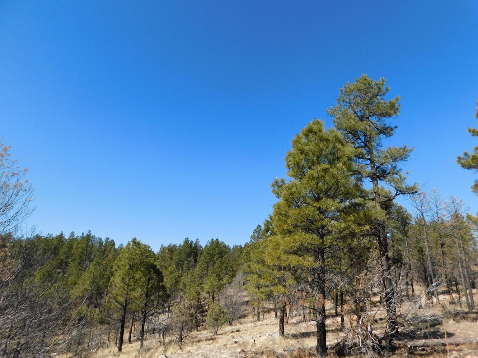 806 Eagle View Dr, Happy Jack, AZ 86024 Zillow