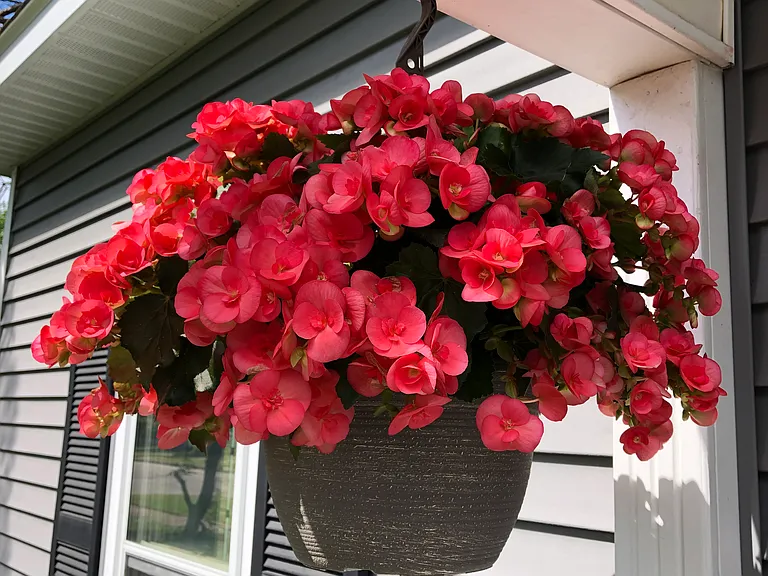 2 Hooks for front porch hanging baskets are provided. Live hanging flower basket is not furnished.