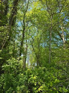 0 Winterville Rd, Bloxom, VA, 23308