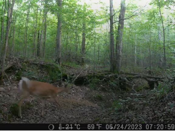 2nd image of 0 Ridgetop Rd Lot 43