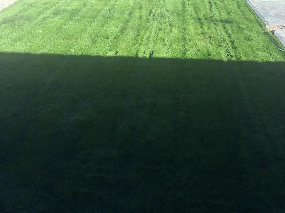 Backyard grass w/sprinklers