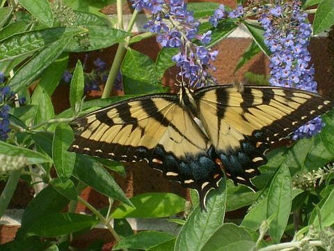 Swallowtail at butterfly garden