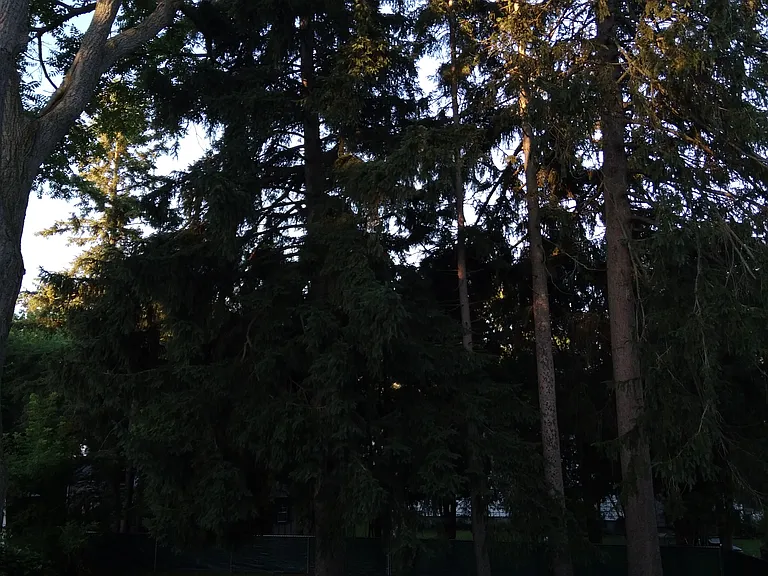 view only of back yard that is on owner's property ONLY