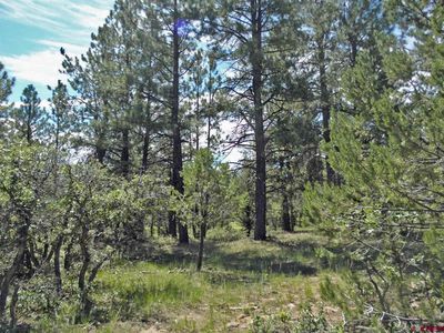 Lot 561 Marten Court, Ridgway, CO, 81432