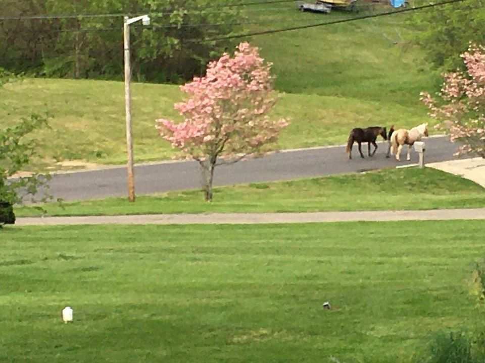1st image of 1014 Forestpointe Dr