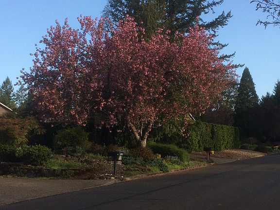 5th image of 16625 S Pam Dr