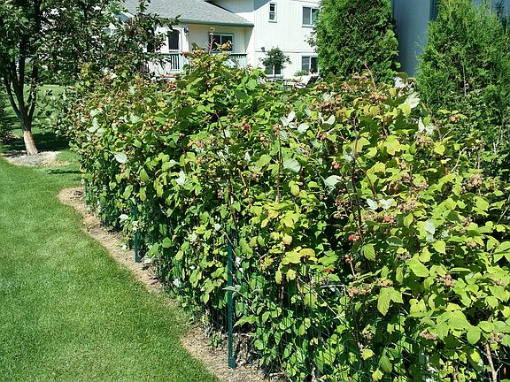 Raspberry Bushes Row 1